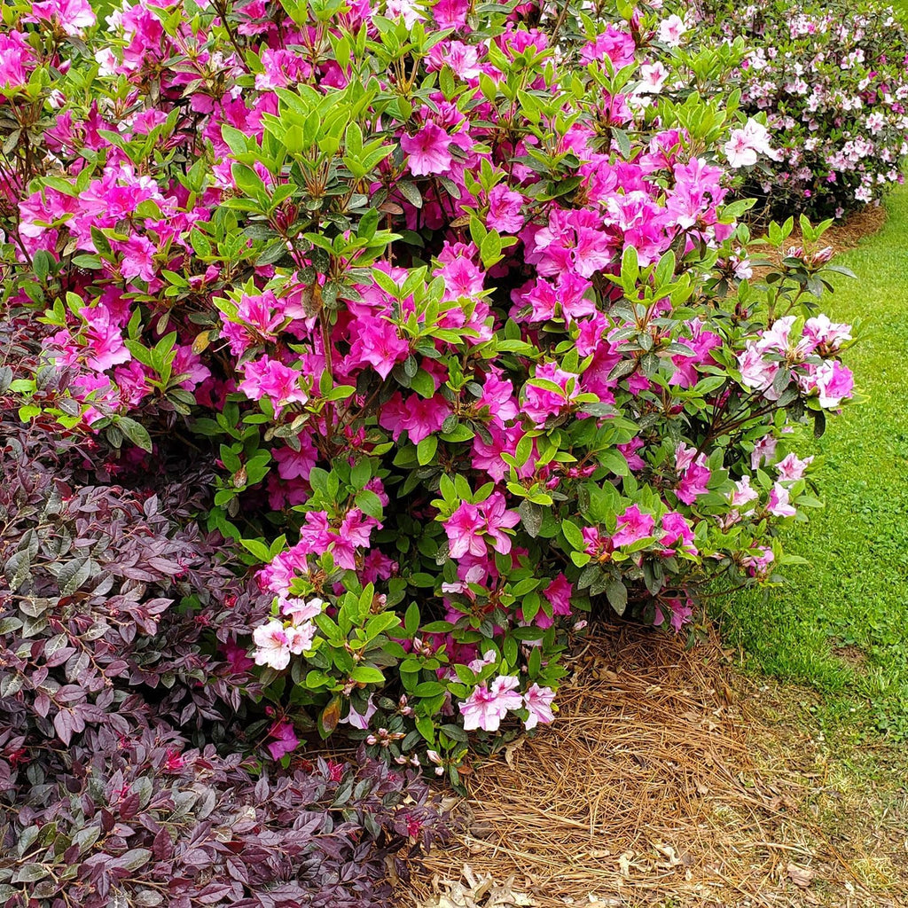 Autumn Twist Azalea Pink Flowering Shrub Outdoor Plant V1922