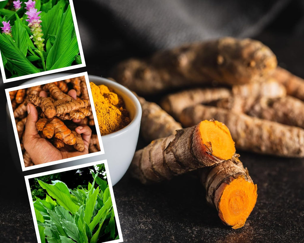 Fresh Turmeric Roots for Planting, Raw Yellow Turmeric Rhizomes J490