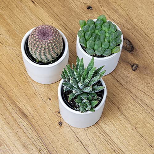 Succulent Plants in Pot Set (3 Pack), Indoor Live Houseplants I7526