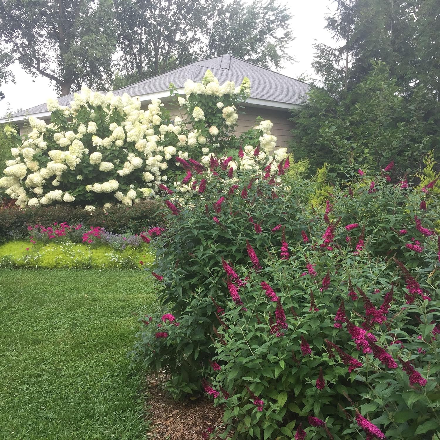 Pink and Red Buddleia 2 Gal X72319