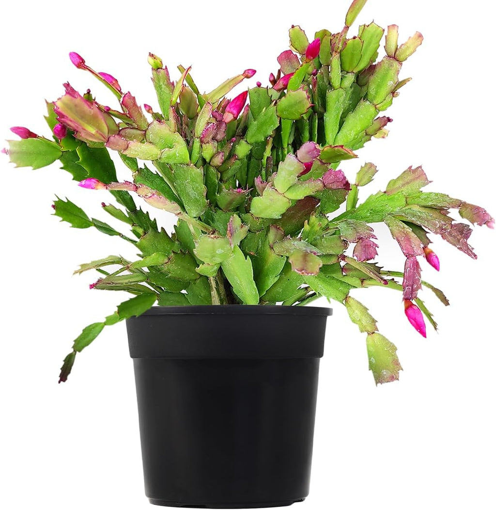 Christmas Cactus in 4-Inch Plastic Pot, Live Indoor Plant E57366