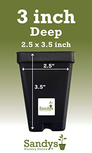 Green Giant Arborvitae Shrub, Quart Pot S649