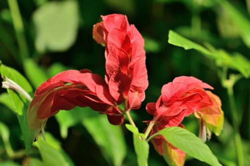 2 Live Shrimp Plants, Yellow Shrimp Plant, 5 Inches Tall Seedling O21559