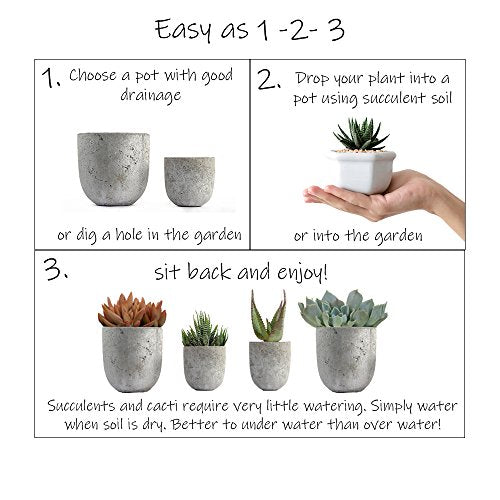 Assorted Cactus Plants Live Succulents (3 Pack) O21795