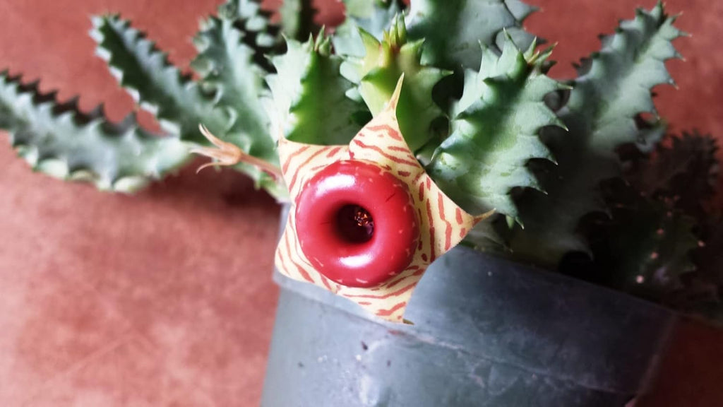 Cactus Succulent Live Plant in 4 Inch Pot W7922