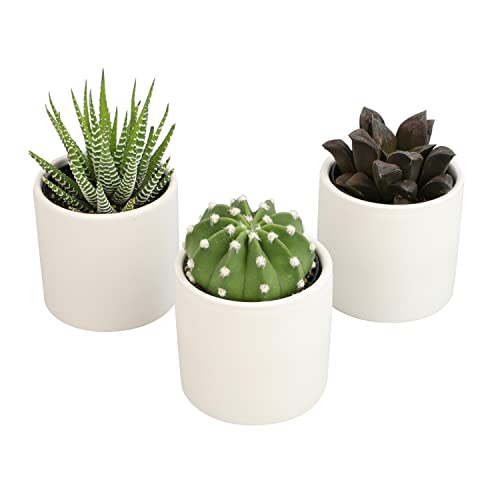 Succulent Plants in Pot Set (3 Pack), Indoor Live Houseplants I7526