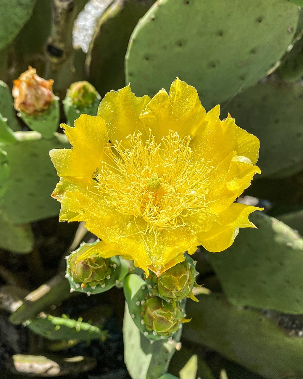 Spineless Prickly Pear Cactus Pad Cutting, Winter Hardy, Unrooted W3674