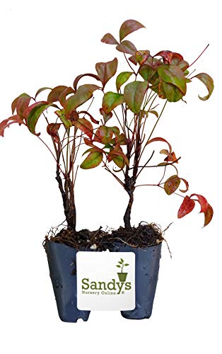 Dwarf Firepower Starter Plant, Lot of 2 I7022