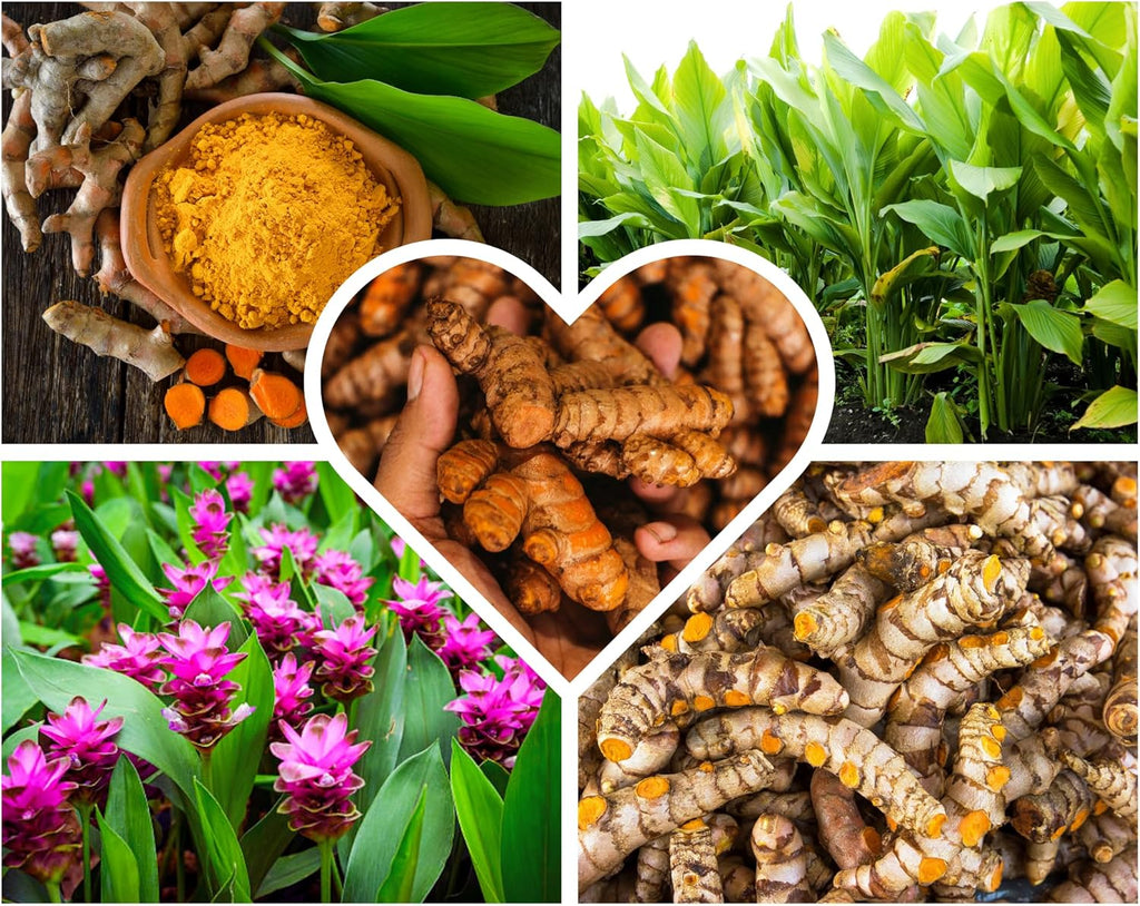 Fresh Turmeric Roots Bulk Raw Yellow Turmeric Rhizomes to Grow, 1Lb Curcuma Longa Ginger Bulbs, Live Turmeric Roots for Planting Indoors Outdoors