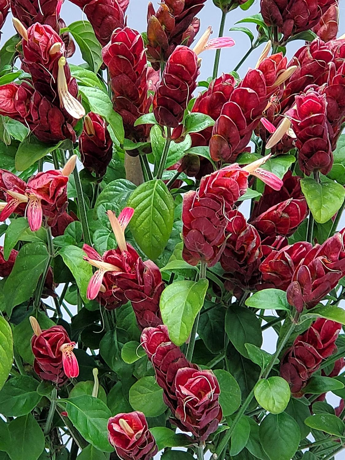 Braided Shrimp Tree Red Flowers 36-42 in Tropical Plant B44310