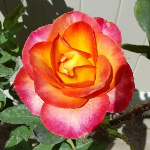 Fragrant Double Rose Bush Live Plant, Bareroot with Soil A733523