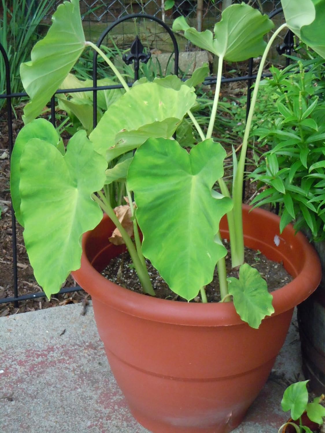 5 Elephant Ear Colocasia Tropical Plant Bulbs P79264