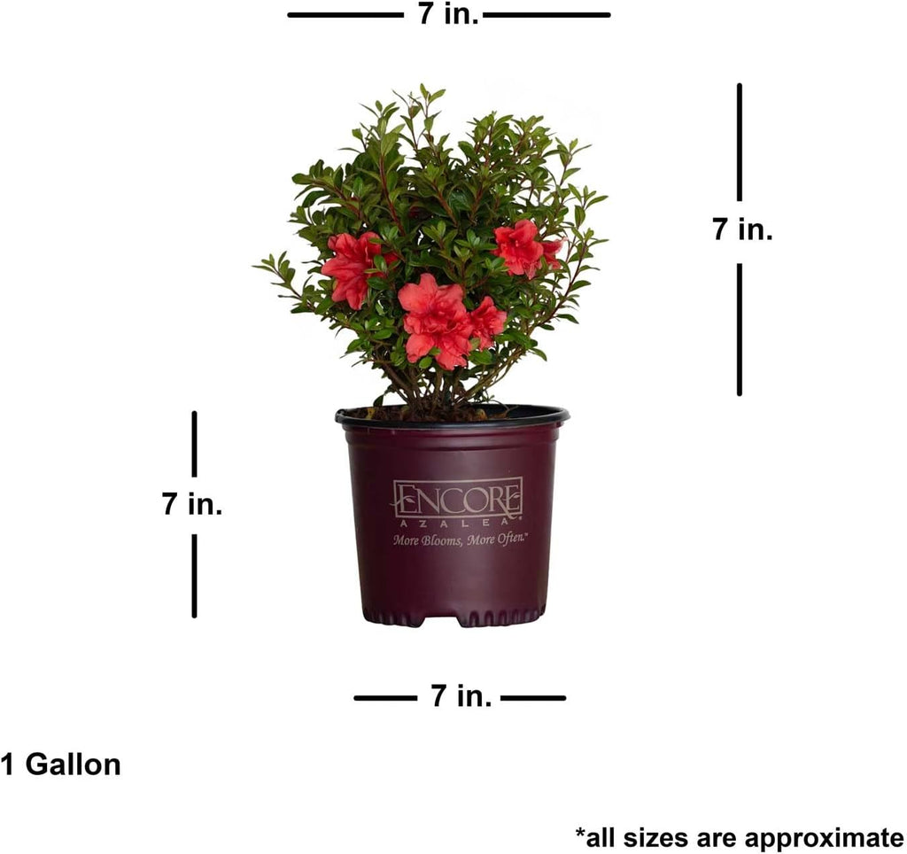 Pink Flowering Shrub, Full Sun Outdoor Plant D900