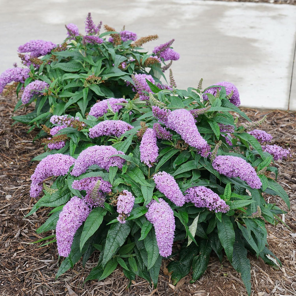 Purple Buddleia, 2 Gallon U46537
