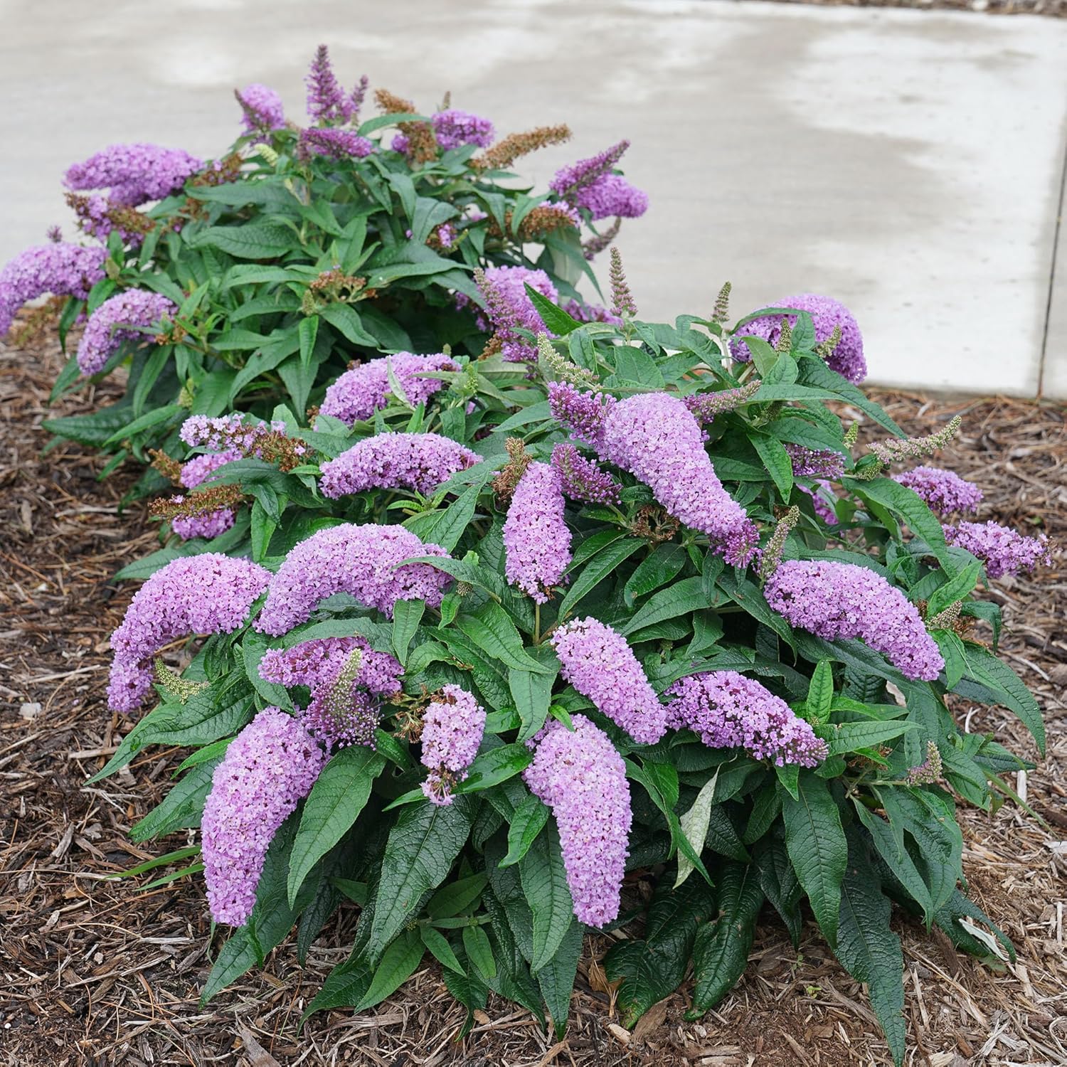 Purple Buddleia, 2 Gallon U46537