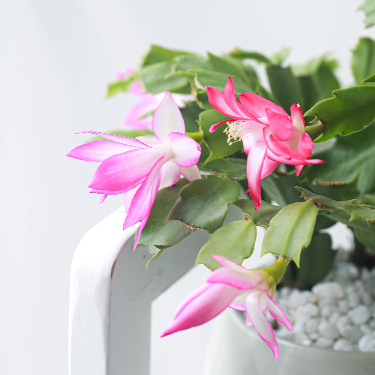 Live Cactus Plants Collection, Christmas Cactus Thanksgiving Cactus (2 inch), Hand Selected for Home Decoration N825