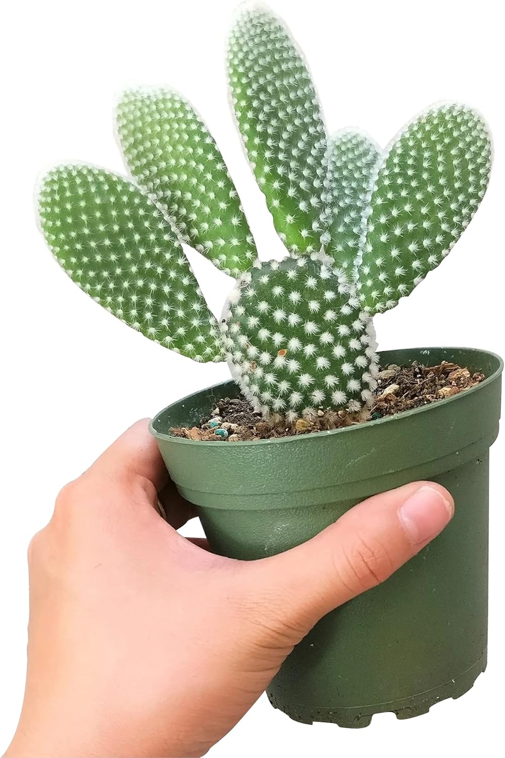 Live Cactus Plants Collection, Angel Wing Cactus 4 Inch R35963