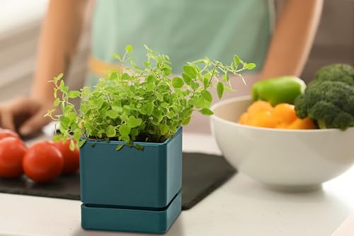 4 Inch Plastic Herb Planter Pot with Drainage Holes and Saucer, Set of 3, White E812718