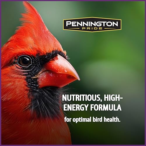 Wild Bird Seed for Outside Feeders, High-Protein, No-Hull, No-Waste, 15-lb Bag Q46704