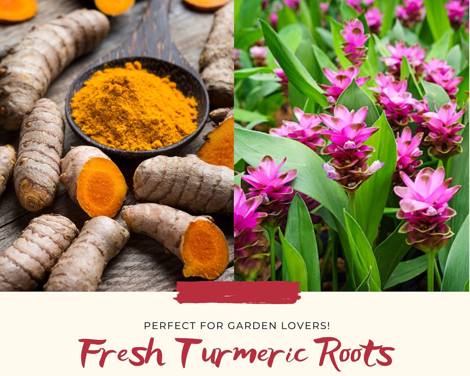 Fresh Turmeric Roots for Planting, Raw Yellow Turmeric Rhizomes J490
