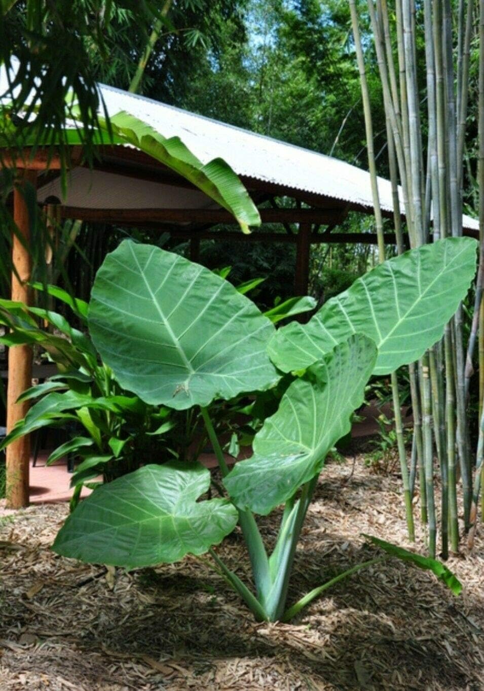 Colocasia gigantea Thailand Giant Elephant Ear Live Bulbs K888464
