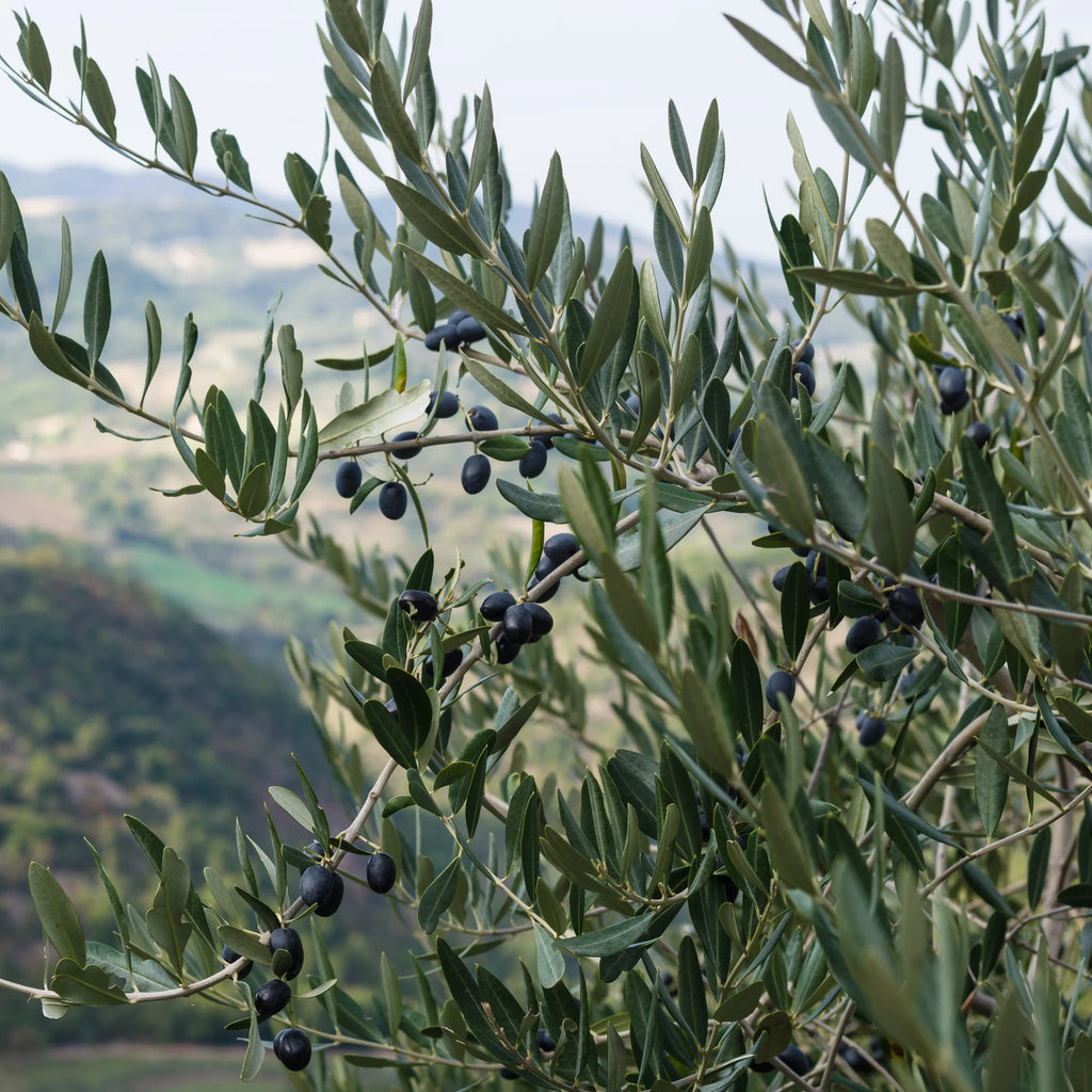 Live Olive Tree in Grower Container I951
