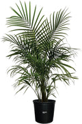 Nature's Way Farms Majesty Palm Live Plant, Indoor and Outdoor Palm Tree, in Growers Pot, Tropical Houseplant, Decor for your Patio, Balcony, Home or Office 3-4 Feet Tall