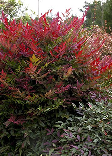 Nandina Shrub 1.5 Gallon Multicolor Evergreen Live Outdoor Plant O76750
