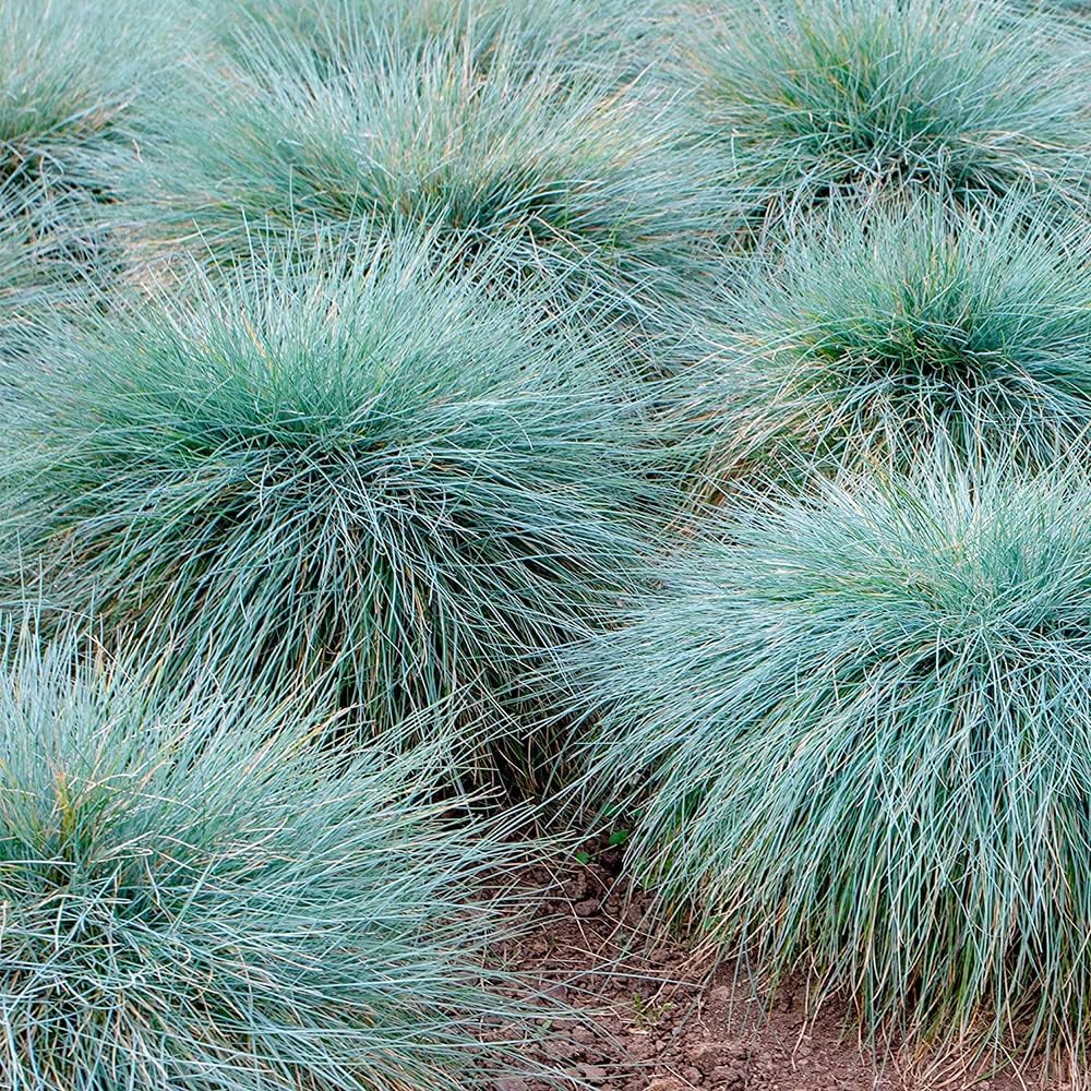 Blue Fescue Ornamental Grass Seeds, Perennial Ground Cover G56149