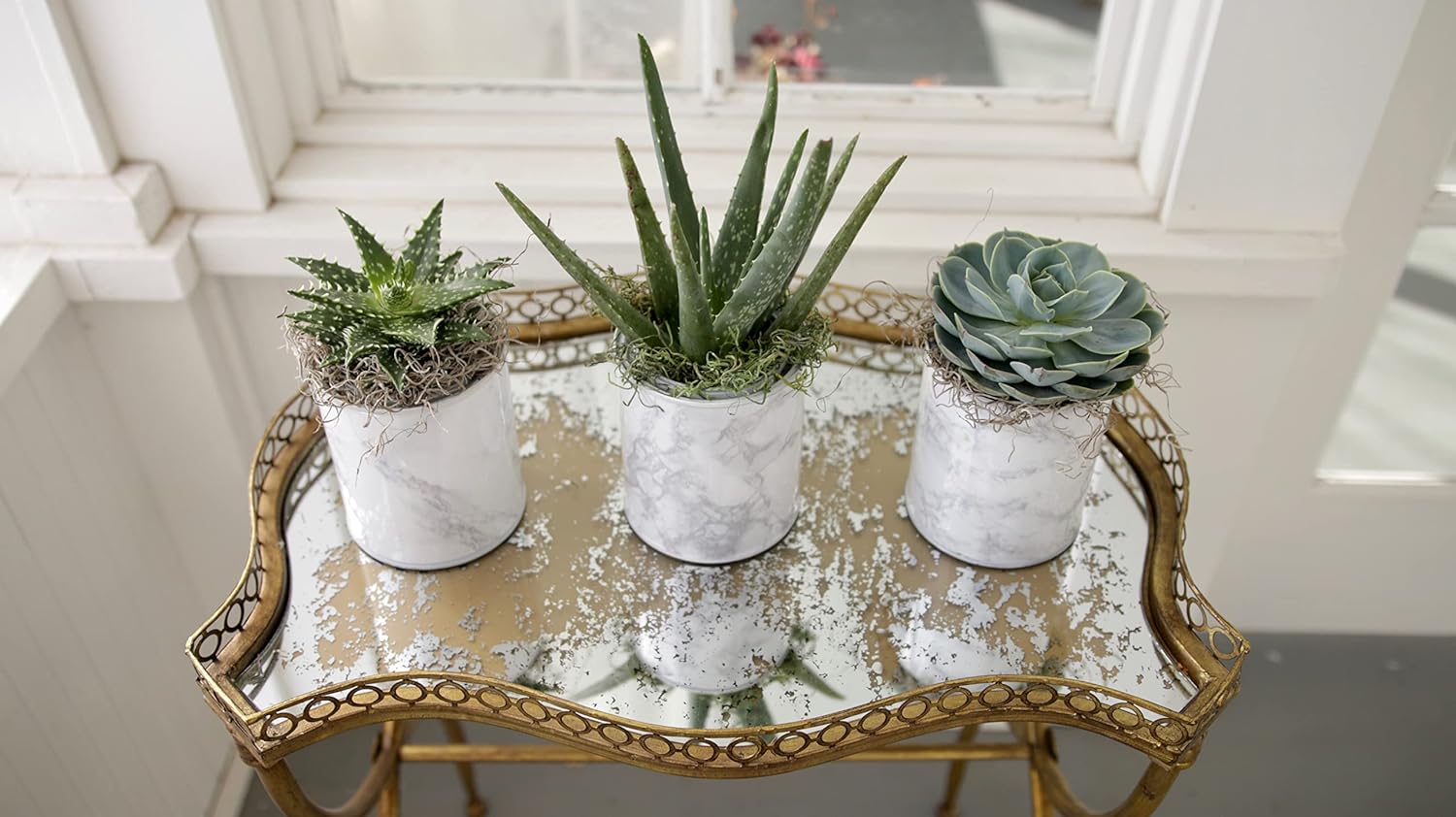 Organic Cactus Potting Soil Mix for Indoor and Outdoor Containers, 8 qt, Pack of 2 Z725