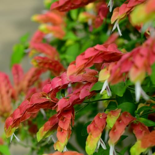2 Red Shrimp Plants, 3-5 in Tall, Live Potted C452