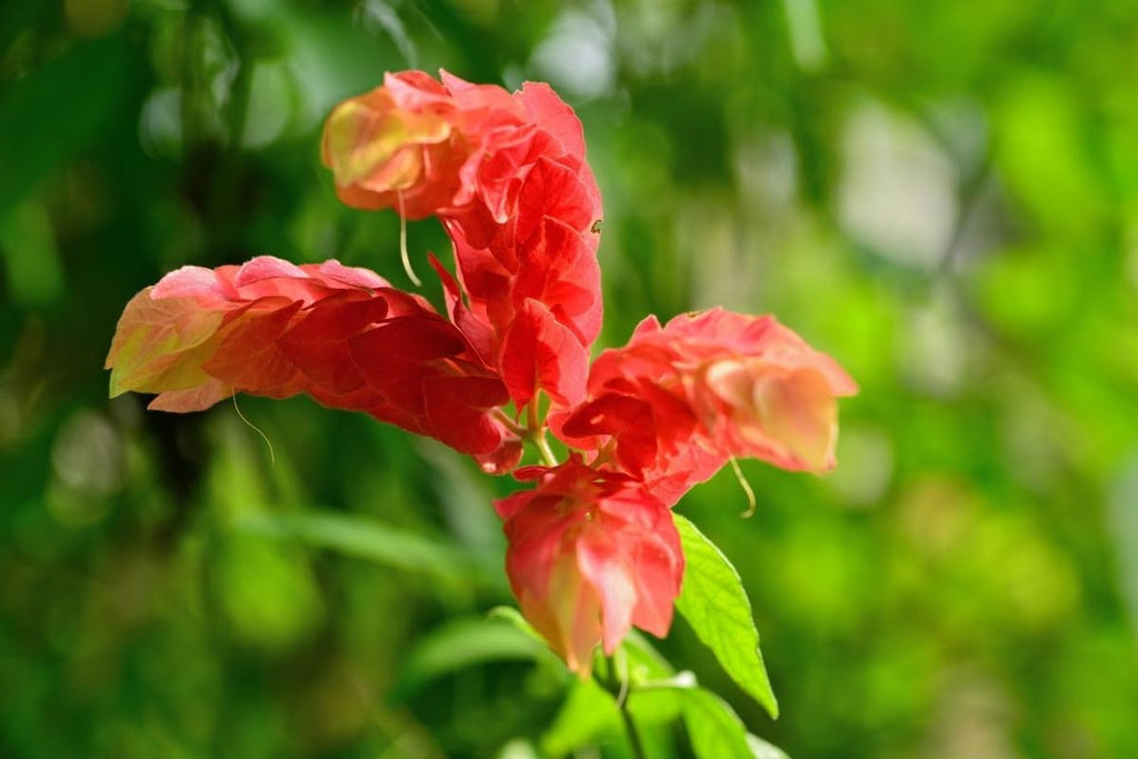 Shrimp Plant Live, 5 Inches Tall Seedling, Ready to Plant Z17515