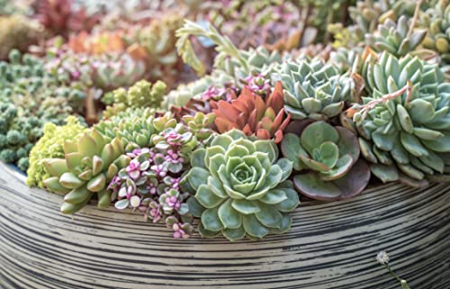 Live Succulent Plants (20 Pack) Assorted Potted Houseplants N1825