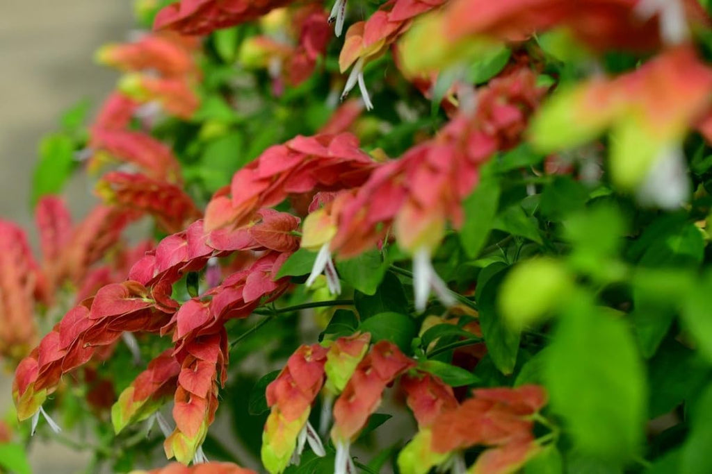 Red Shrimp Plants Live, 5-7 Inches, Indoor Outdoor Gardening D7437