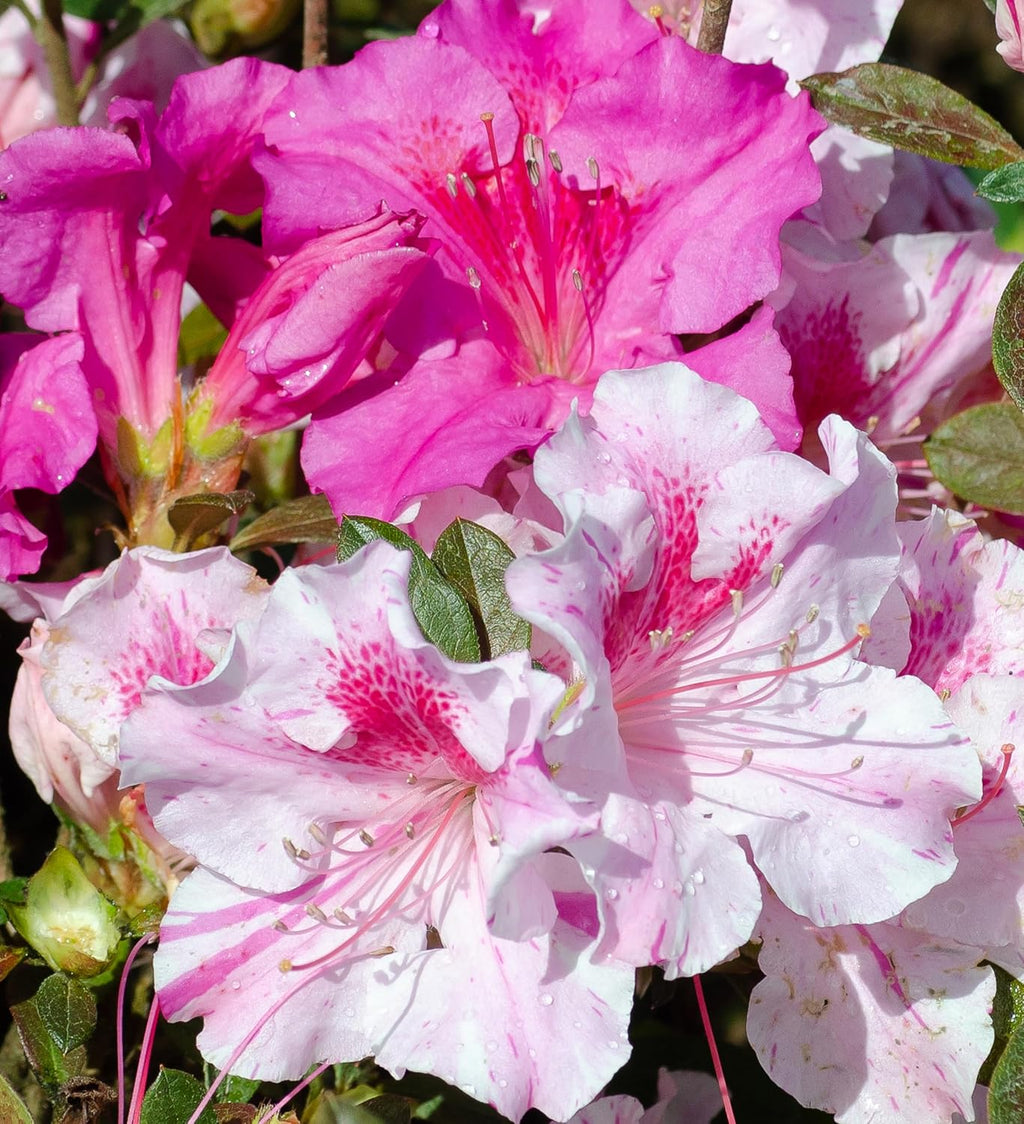 Autumn Twist Azalea Pink Flowering Shrub Outdoor Plant V1922