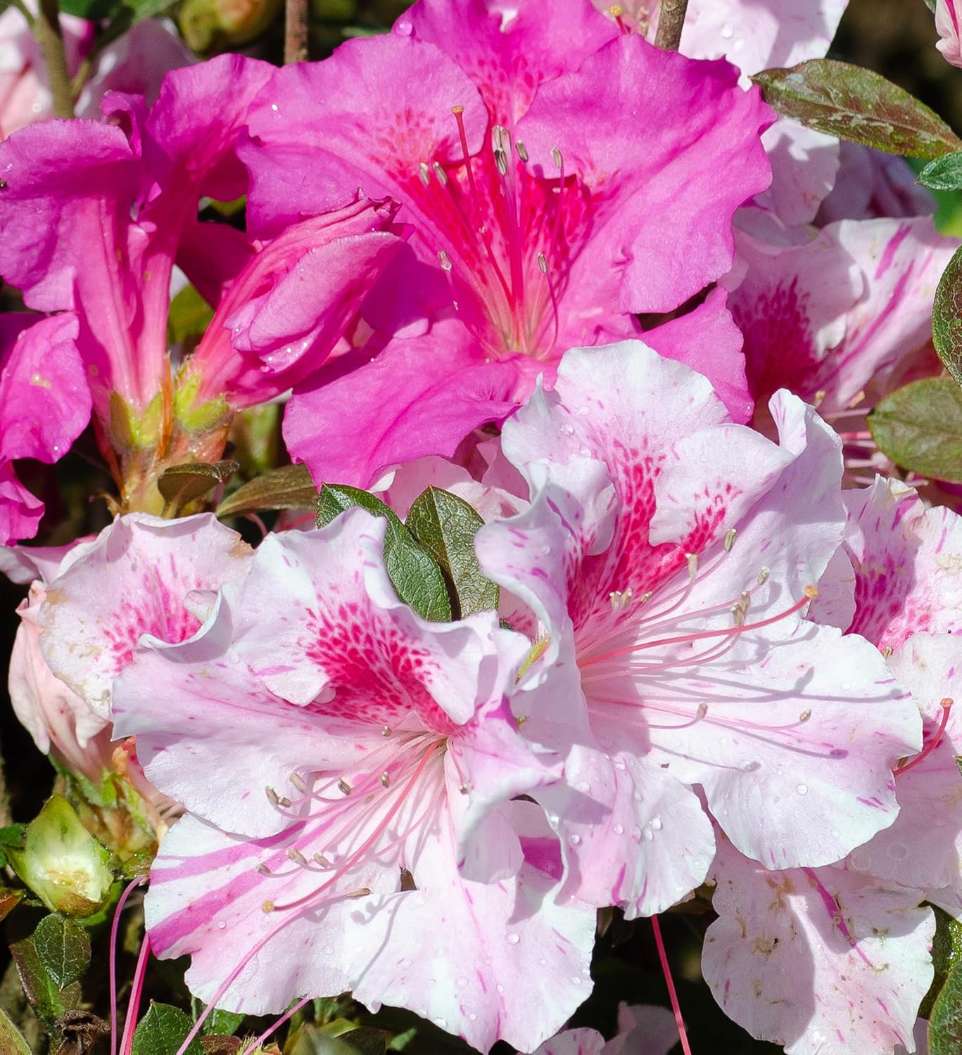 Autumn Twist Azalea Pink Flowering Shrub Outdoor Plant V1922