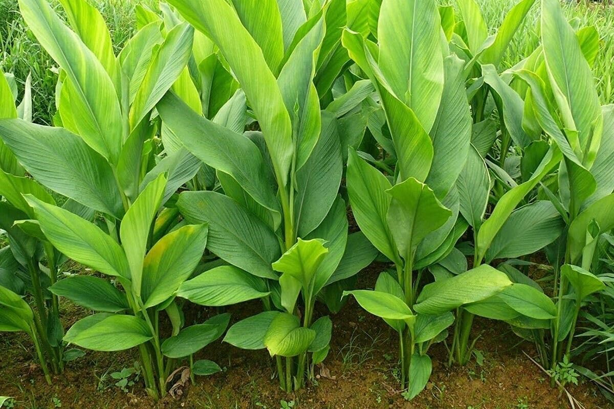Turmeric Rhizomes for Cooking and Health G36329