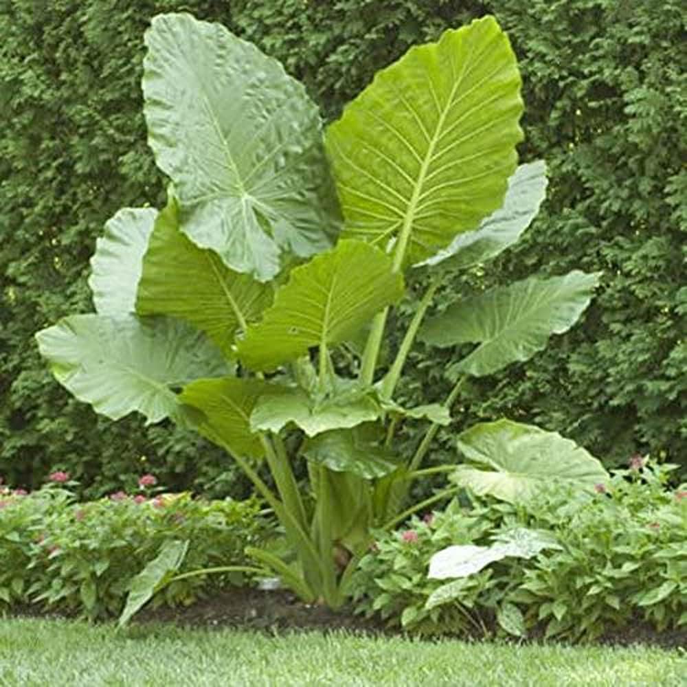 Upright Elephant Ear Bulb - 1 Large Bulb - Giant Elephant Ears N241670