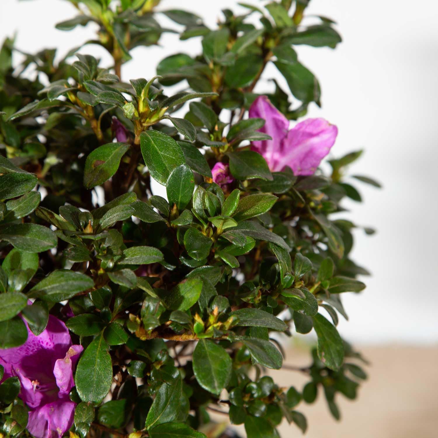 Autumn Lilac Purple Flowering Shrub, Full Sun Outdoor Plant I9921
