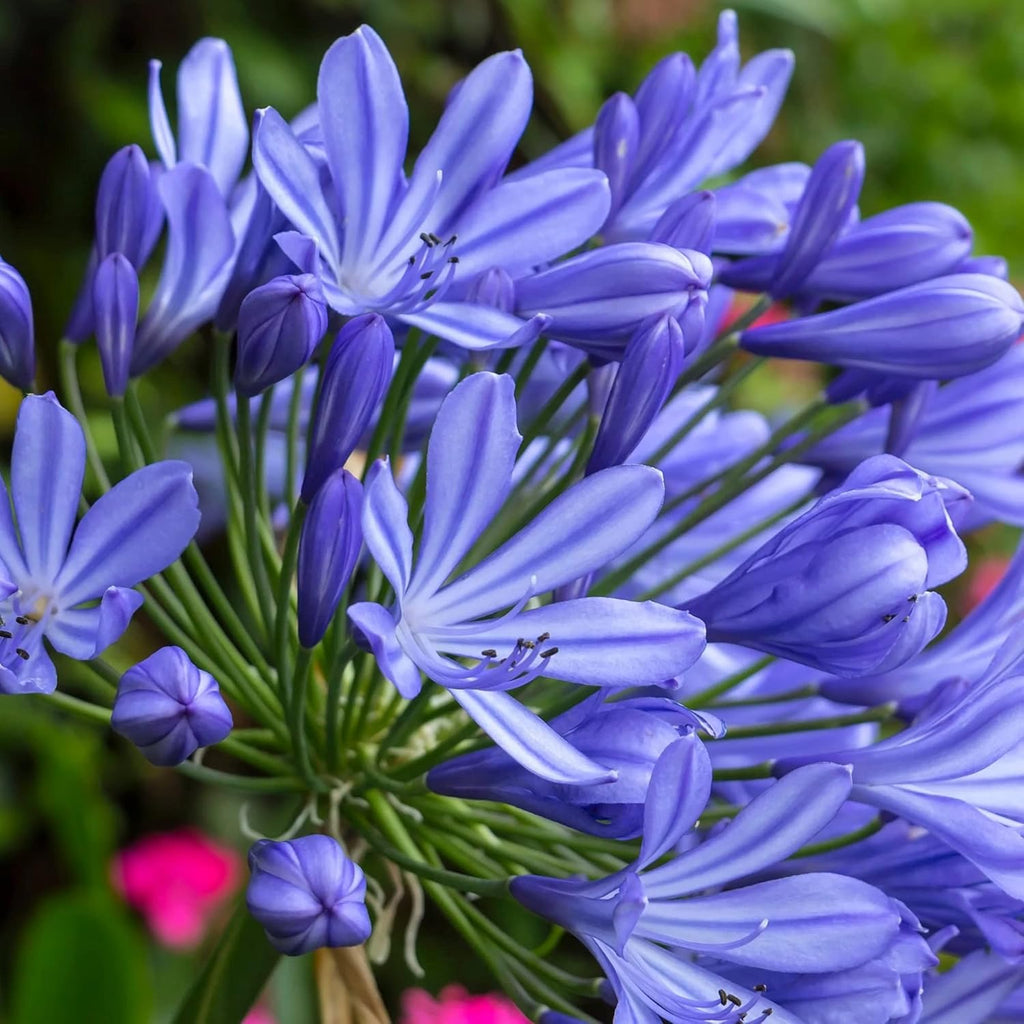 African Lily 20 Seeds Blue Flower X955798
