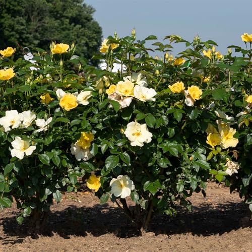 1 Gallon Rose Plant with Bright Yellow Flowers L495192