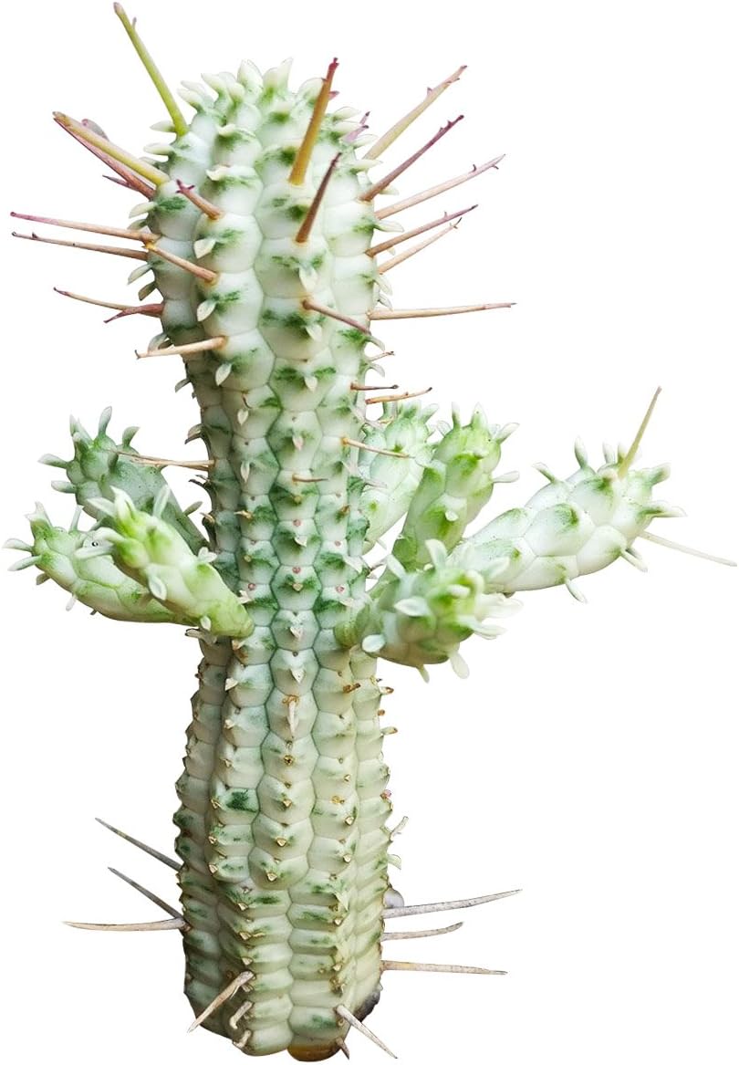 Unique Collection of Live Cactus Plants with Clay Pot K23009