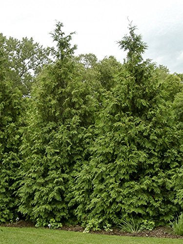 Green Giant Arborvitae Shrub, Quart Pot S649