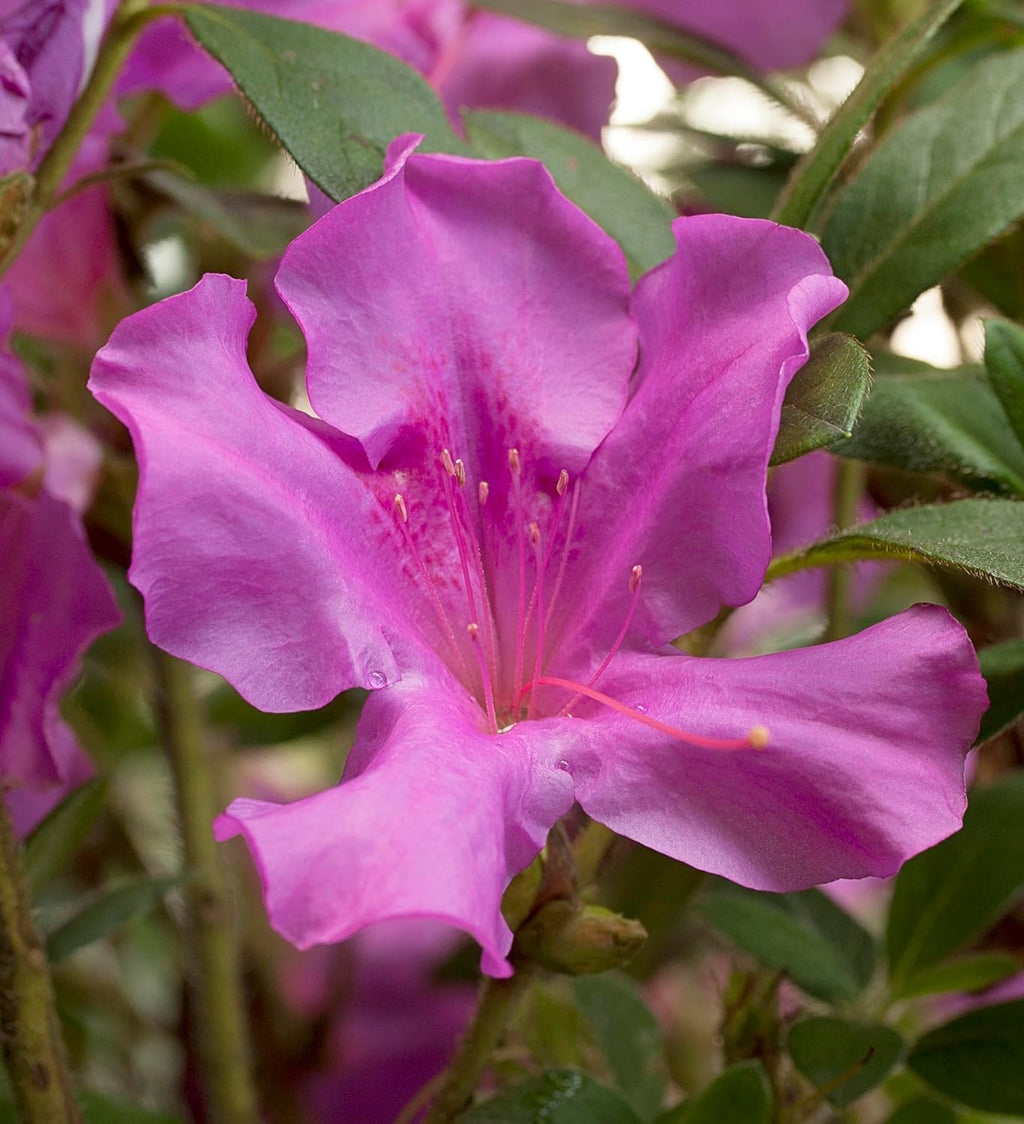 Autumn Royalty Azalea 2 Gal, Purple Blooms Y7063