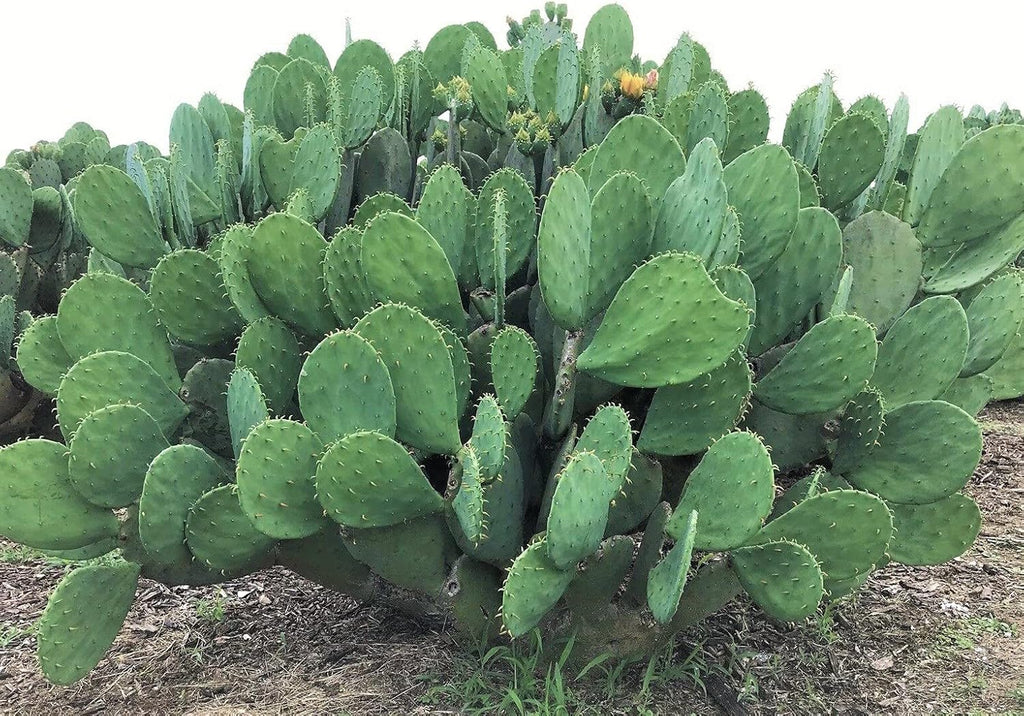 Spineless Prickly Pear Cactus Pad Cutting, Winter Hardy, Unrooted W3674