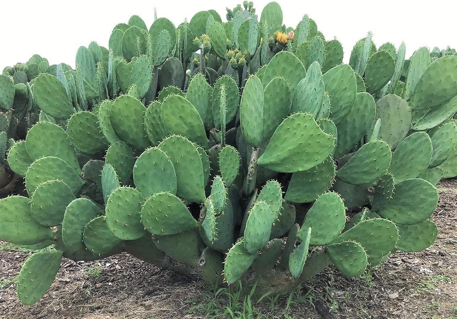 Spineless Prickly Pear Cactus Pad Cutting, Winter Hardy, Unrooted W3674