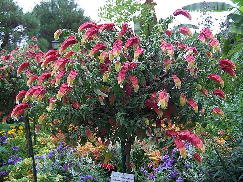 Shrimp Tree Live Plant in 10 Inch Growers Pot V2509