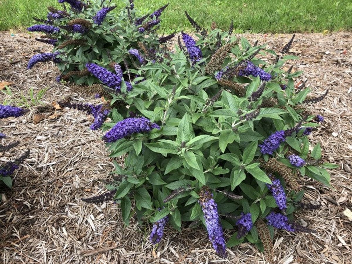 Butterfly Bush in 4 Inch Pot I150