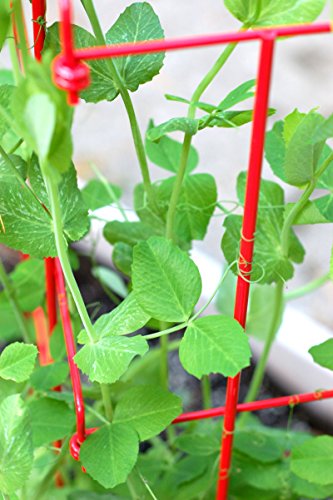 Expandable Pea Trellis for Climbing Plants, Powder-Coated Steel, 9'3" L x 64" H O16059