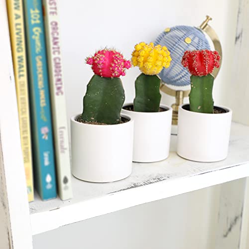 Grafted Cactus Plants in White Pots, 3 Pack M834